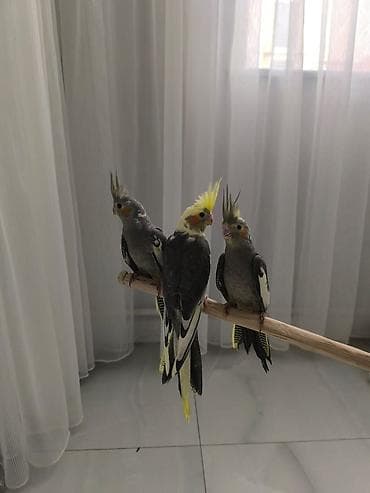 fireng qusu: Öz quşumun balalarıdı real alıcıya endirim olunacaq boş boş yazıb vaxt — 3