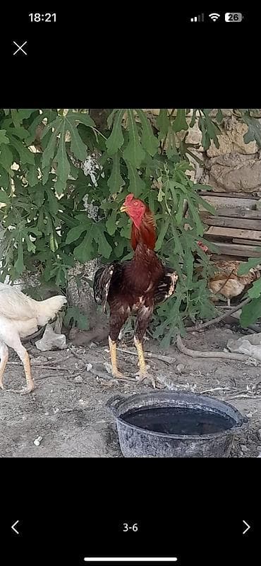 Cins xoruz - Uzunboyun, hündür ayaqlı, güclü quruluşlu xoruz -