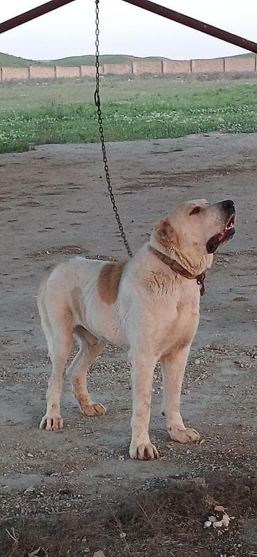 zvanok itleri: Alabay, 3 il, Erkek, Peyvəndli — 6