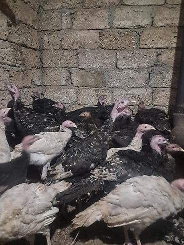 Salam Tam sağlam kesim yararli super heyvanlardir çəki:2,3,4kq kimi 3 lalafo.az -da — 2 Salam Tam sağlam kesim yararli super heyvanlardir çəki:2,3,4kq kimi 3 — 2