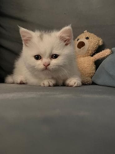 Şotland, Dişi, Yaxşı əllərə