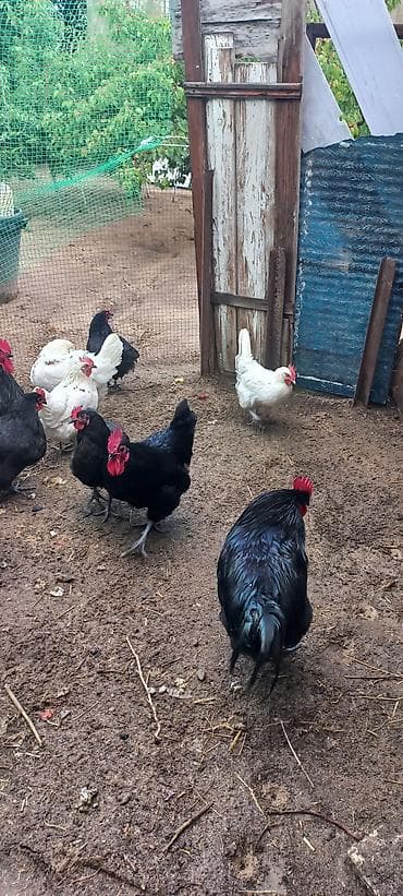 yarasa sekilleri: Toyuq, Australorp, Damazlıq, Ünvandan götürmə — 3