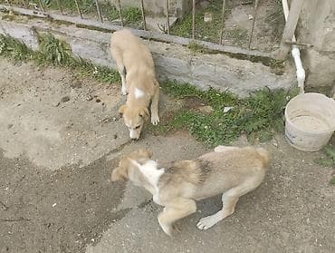 heleb kecisi satilir: 5 ay, Dişi, Ünvandan götürmə — 3