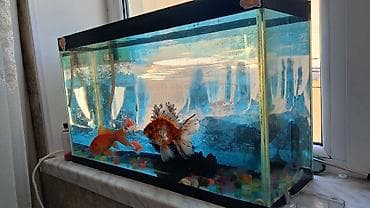 "90 litrlik akvarium, iri qızıl balıqlar, havalandırma və işıqlandırma lalafo.az -da "90 litrlik akvarium, iri qızıl balıqlar, havalandırma və işıqlandırma