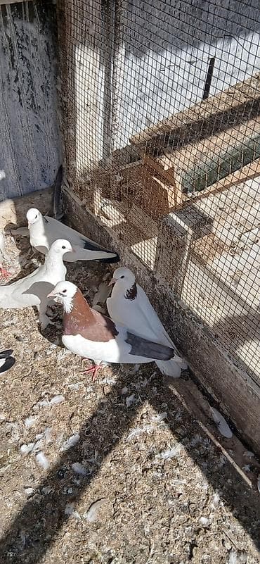 sevgi qusu: 16 eded tam saglam qusdu icinde 5 iran qusu 4 boynu gullu mayalar — 5
