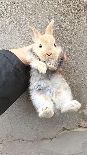 heleb keci: Salam.tuklu dovsanlar. boyumeyen cinsler. şirin ve uşaqlarin sevimli — 4
