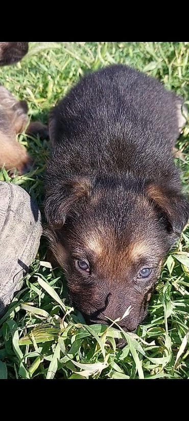 ucuz it yemleri: Alman çoban iti, 1 ay, Erkek, Ünvandan götürmə — 3