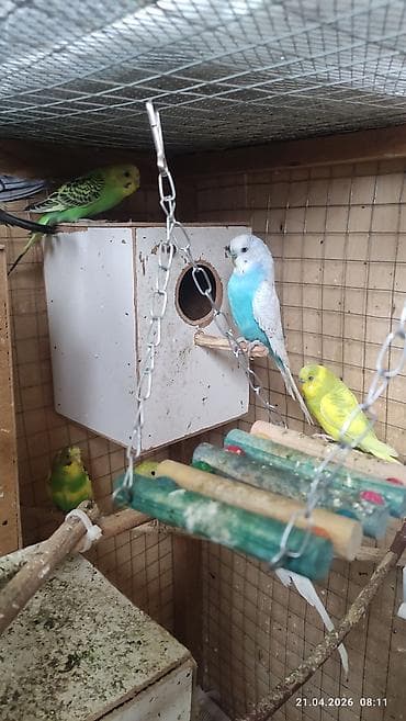 qurdbasar satisi: Pauqaylar satılır ev şəritinde saxlanılır — 1