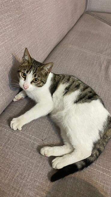 ev itiləri: Tabbi, Yaxşı əllərə — 4