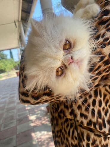 pişik pers: Fars, Erkək — 2