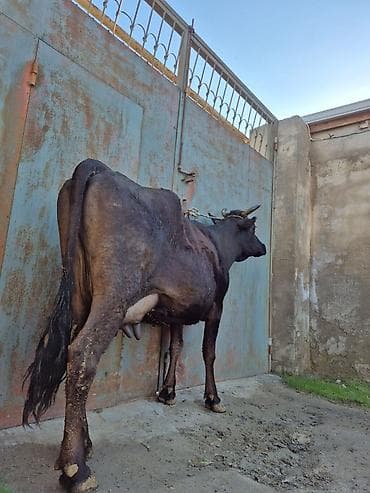 sud veren inek satilir: 10. 12 litir süd verir 4 qarına doğub 2 aydı doğub balasızdı — 5