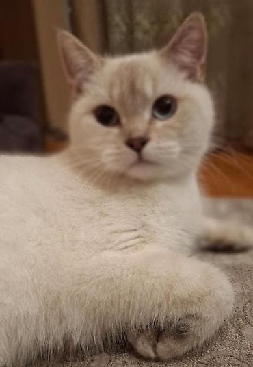 britan şinşila: Britan, Dişi — 3