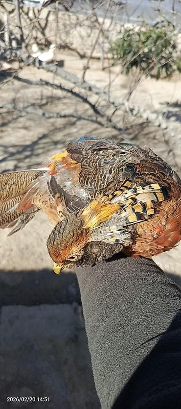 Heyvanlar üçün mallar: Qızılı qırqovul erkək 7 aylıqdı 55manat Qafqaz Rumun qırqovul cütü — 1