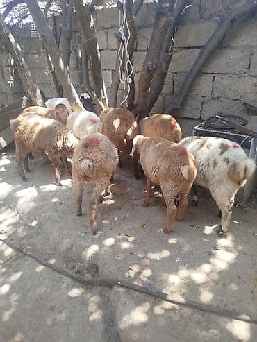 Животные: Quzu və qoyun qrupu 10 quzudu erkek dişi qarışıq biri 215 son qiymedi — 2