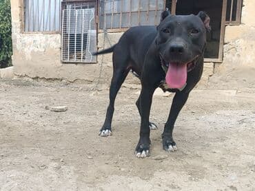 xarici it adları: Pitbul, 9 ay, Dişi — 1