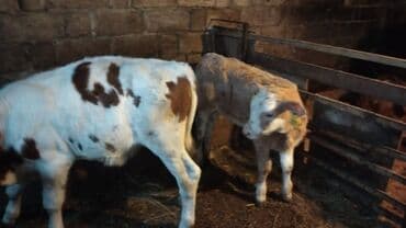 bal arsı: Salam simtal altında ikidənə əkiz balayana bir ərkəy bir dişi 3 aylığ — 7