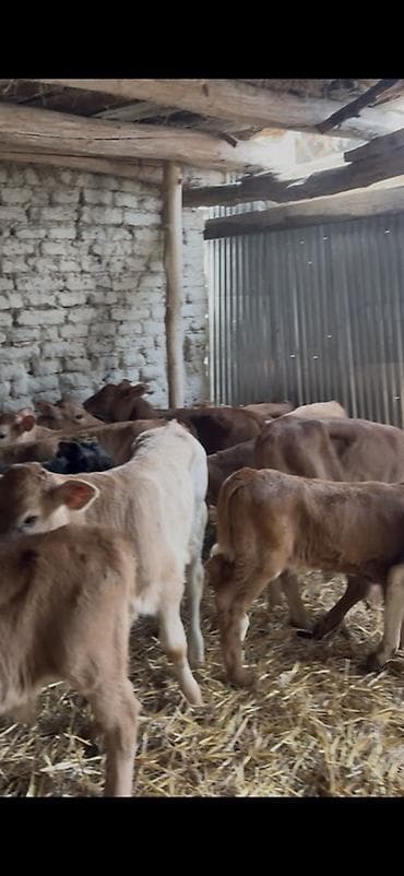 cins ineklerin satisi 2019: Satışda: dana balaları - Növ: yerli cins ətlik/südlük istiqamətə — 6