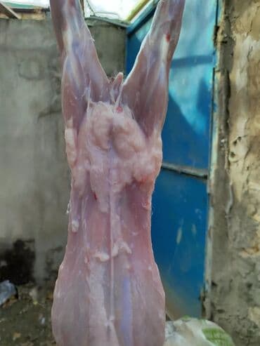 baliq topdan satis: Dovşan eti halal kesilmiş halal ceki 1 ededi gelir 1k.800q. 1k.500q — 34