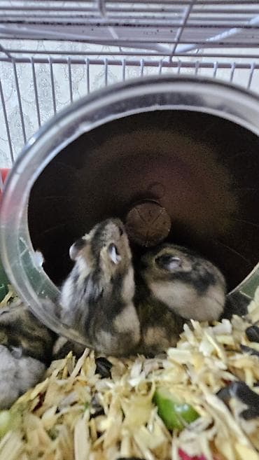 hələb kecilərin qiyməti: Hamster .cunqalik.1 denesi 5 manat — 2