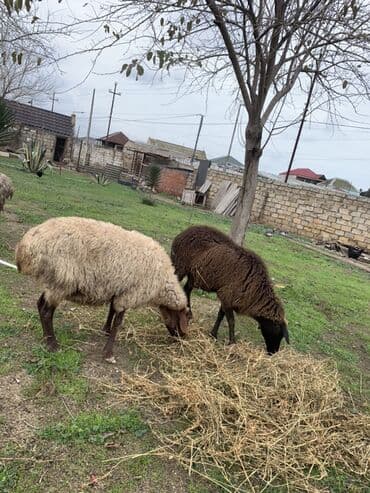 Boğaz Qoyunlar satılır 4 dənə.1də Ana bala qoyun satılır
