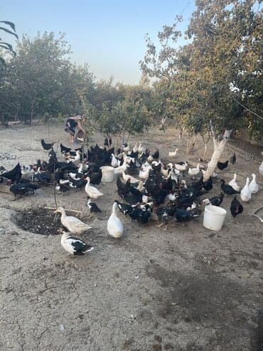 Dişi, | Kuban, Lal ördək, Damazlıq, Ünvandan götürmə lalafo.az -da Dişi, | Kuban, Lal ördək, Damazlıq, Ünvandan götürmə