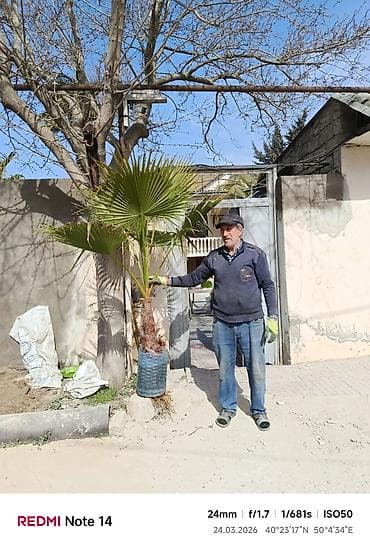 REAL ALICIYA ENDİRİM OLACAQ❗️Dekorativ palma ağacları – çətənə