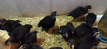 balaca ag itler: Toyuq cücələri, Ətlik, Ödənişli çatdırılma — 3