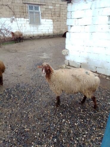 ana bala qoyun: Qoyun satılır boğaz di isteyen olsa yazsın video sun atım baxın real — 3