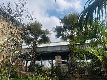 Bitkilər: Beyləqan rayonu, Daşburun kəndində, birbaşa yol kənarında yerləşən 2 — 3