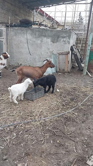 keci hələb: Satılır: keçi ailəsi südlük alpin2ci qarın,lt yarım sud — 1