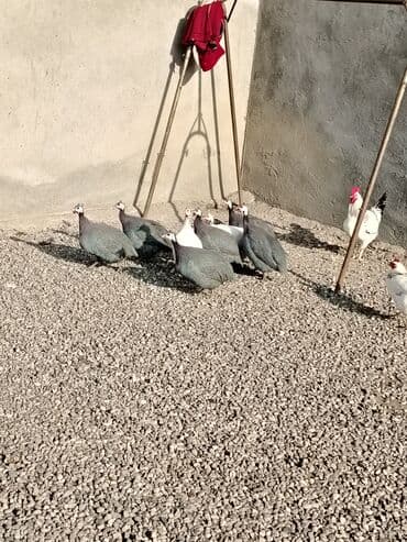 Inəklər, öküzlər: Toyuq, Damazlıq, Ödənişli çatdırılma — 3