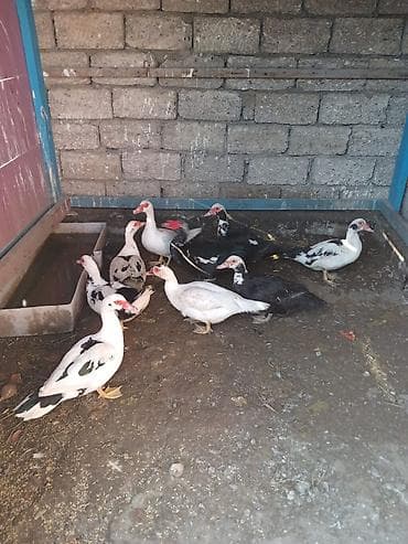 kuban ordeyi: 9 ədədi -230 azn.Lal ördəkləri (indo-duck) – müxtəlif rənglərdə sürü — 3