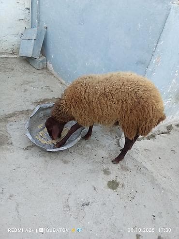 dovsan sekilleri cekmek: Damazlıq Erkey togulu satılır istəyən olsa yazsın video sun atım baxın — 6