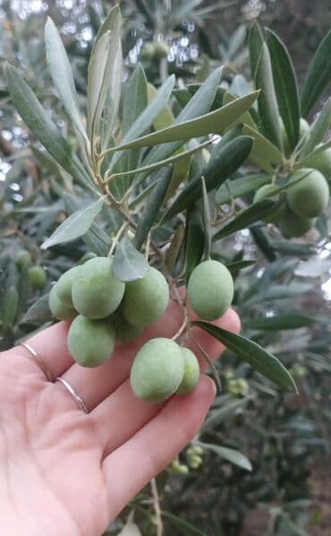 zeytun qiymeti: Məhsul: Yaşıl zeytun (ağacdan) Təsvir: - Şəkillərdə gördüyünüz kimi — 1