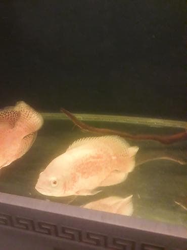 Quşlar: Oskar balığı, Yırtıcı — 3