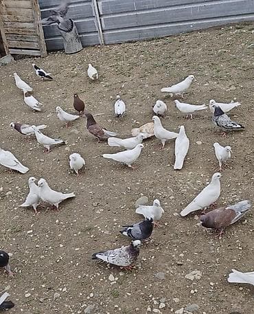 kirpi heyvan: Hamısı bir yerdə satılırr təmizz göyərçinlərdi Ən aşağısı 5,6 saat — 1