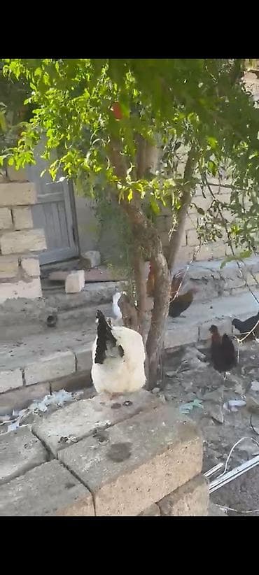toyug xoruz: Toyuq, Damazlıq — 1