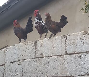 3 toyuq 3 gune 3 yumurta: Toyuq, Damazlıq — 1