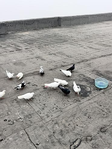 Gəmiricilər: Salam Alekum hər qiymətə var öz quşlarımda var tutulmalarda var — 2