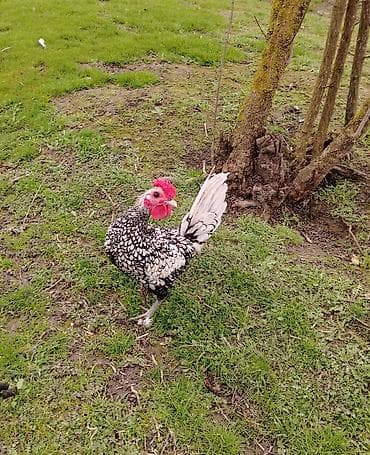 Qoyunlar, qoçlar: Toyuq, Damazlıq — 2