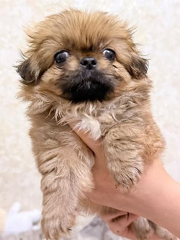 heyvanlar: Pekines — 7