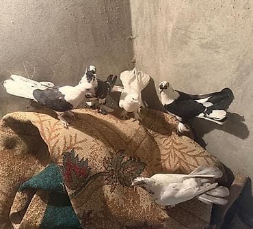 goyerci: Yer olmadigi ucun tecili satilir,hamisi saglam bala veren hundur uzun — 5