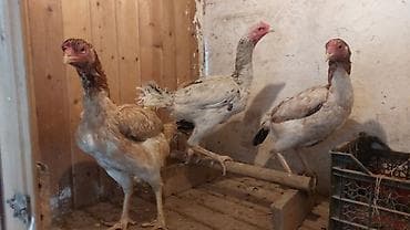 Quşlar: Toyuq cücələri, Damazlıq — 2