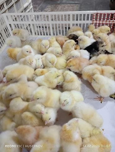 pudel satisi: 15 günlük süper lider cucesi vaxsinadiyalari verilib Saba lasota — 10