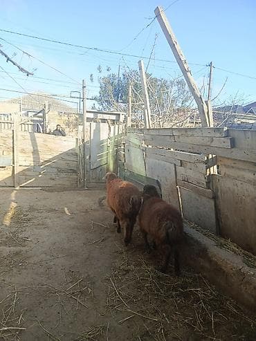 Erkəy quzular qiymetde cuzi endirim var kök sağlam quzulardi erkekdir