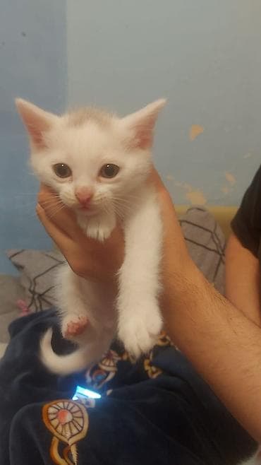 Heyvanlar üçün mallar: Şotland yastı qulaq — 9