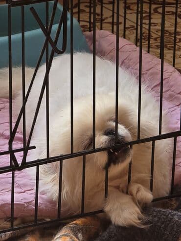 ovcarka balası: Pekines — 2