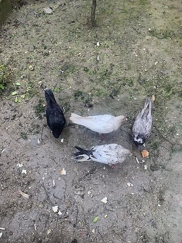 goyərcin pavlin: Göyərçinlər – 4 ədəd - Rənglər: qara, ağ-krem, boz-mərməri və ağ-qara — 1