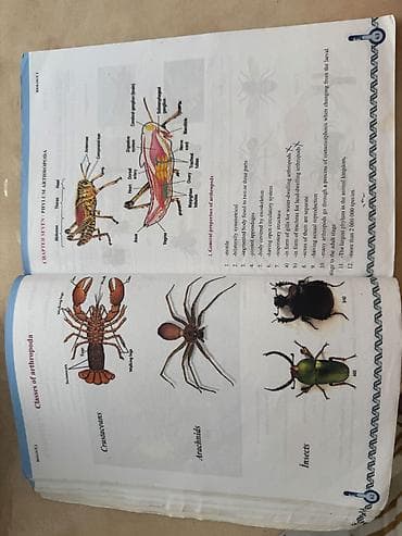 ping pong: Məhsul: Biology II – 8 (Biology Series) dərsliyi Təsvir: - “İ” üçün — 3