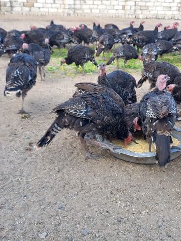 atla eşşəyin cütləşməsi: Məhsul: Hinduşka sürüsü

- Amerikan boronz Hindüşkaları Satışda — 4